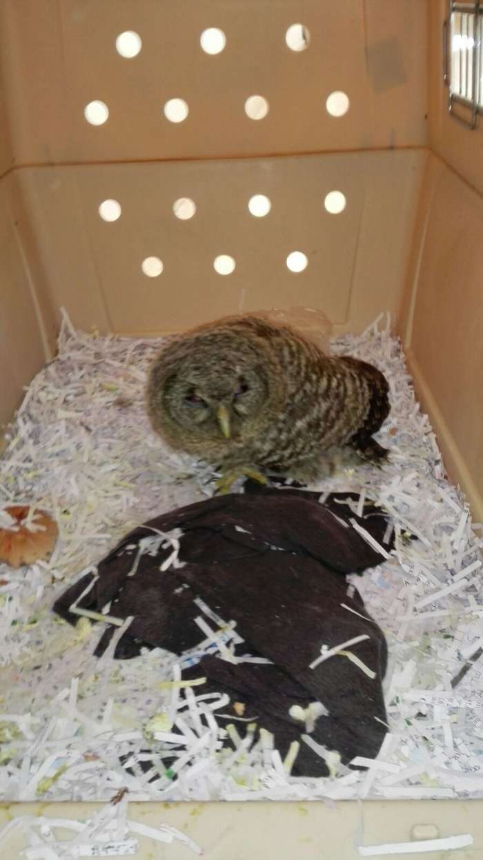 recuperacion buho caribo