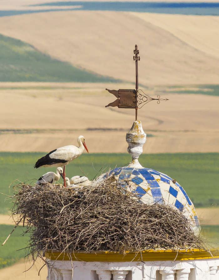 ganador concurso instagram 2015