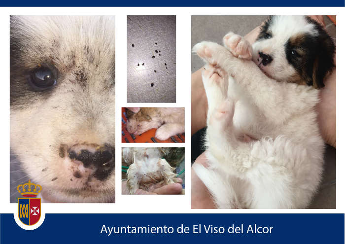 campaña maltrato animal