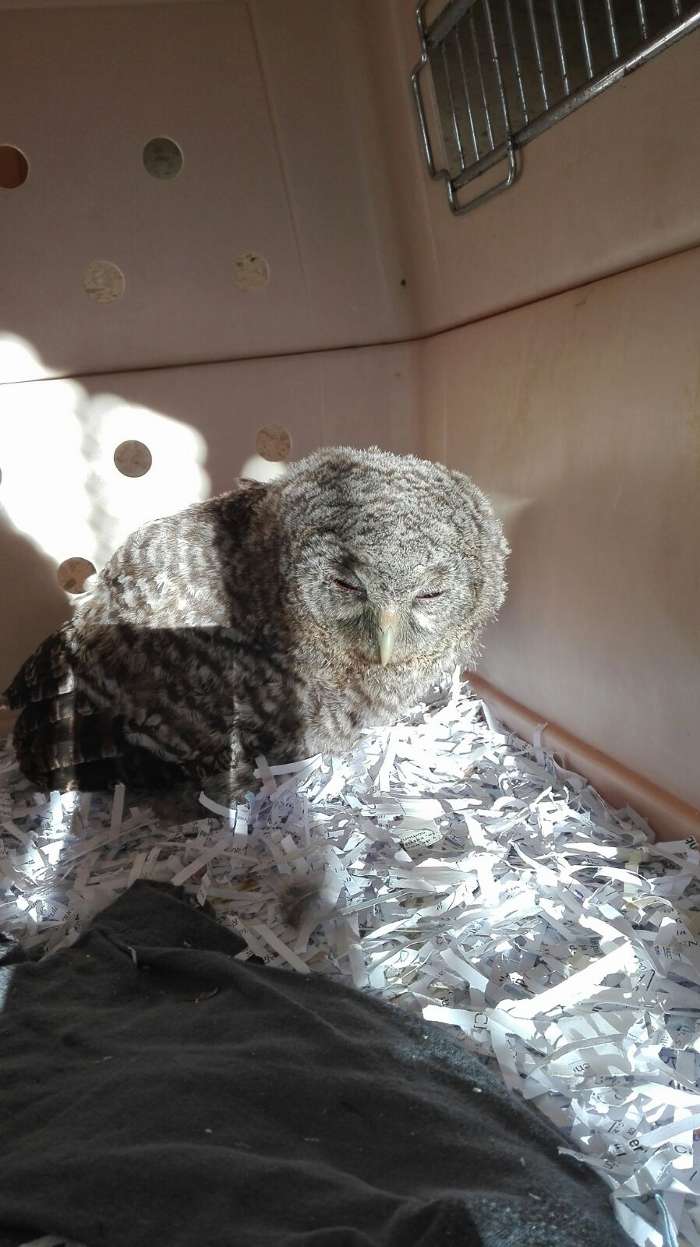 recuperacion buho caribo