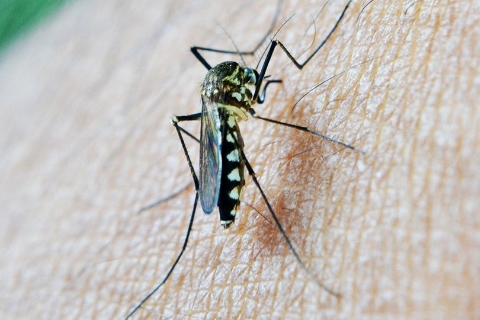 Mosquito del nilo