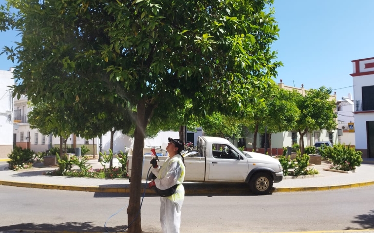 Tratamiento naranjos agrios 1